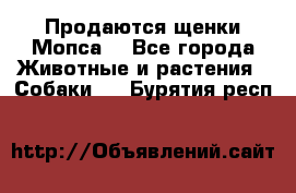 Продаются щенки Мопса. - Все города Животные и растения » Собаки   . Бурятия респ.